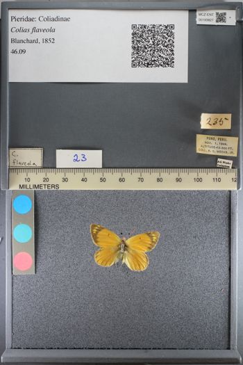Media type: image;   Entomology 193827